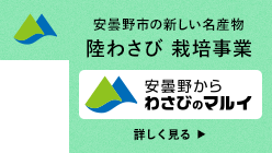 安曇野市の新しい名産物”陸わさび”の栽培を始めました